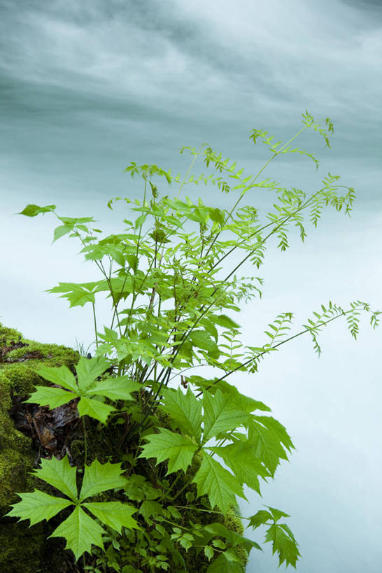 无人,竖图,俯视,室外,特写,白天,河流,石头,美景,水,植物,叶子,日本,亚洲,阴影,朦胧,模糊,光线,石子,影子,河水,景观,水流,绿叶,绿色,阳光,自然,嫩叶,景色,生长,成长,自然风光,东亚,本州,本州岛,日本国,青森,青森县,东北地方,奥入濑溪谷,十和田市,十和田,叶,叶片,石块,岩石,彩图,高角度拍摄