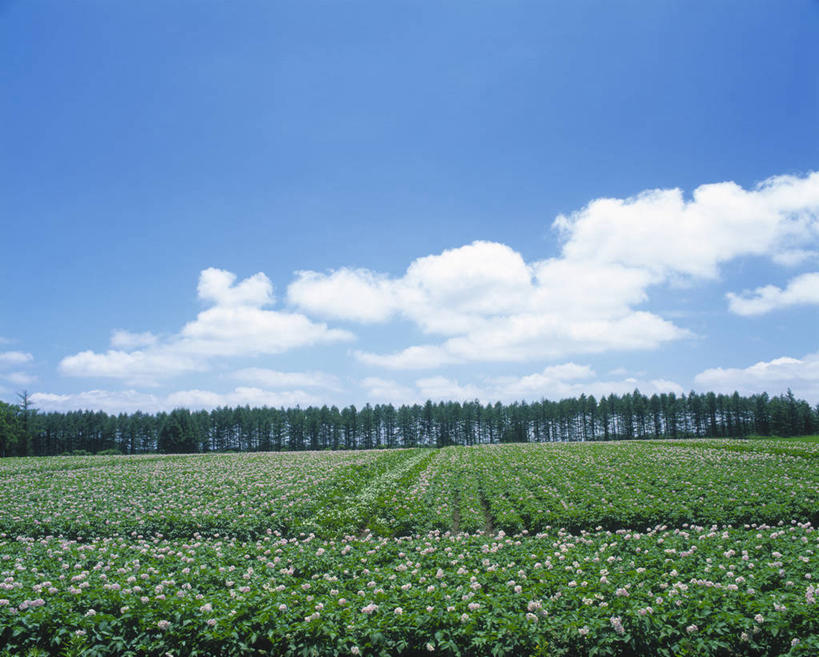 无人,横图,室外,白天,正面,旅游,度假,美景,植物,蔬菜,土豆,北海道,日本,亚洲,阴影,新鲜,盛开,光线,影子,景观,云,云朵,食品,花蕾,云彩,娱乐,花,花瓣,花朵,鲜花,树,树木,食物,蓝色,绿色,白色,白云,蓝天,天空,阳光,自然,天,花苞,花蕊,享受,休闲,景色,放松,有机食品,绿色食品,生长,晴朗,成长,自然风光,东亚,日本国,北海道地方,北海道岛,馍馍蛋,晴空,洋芋,山药蛋,马铃薯,彩图,土豆花