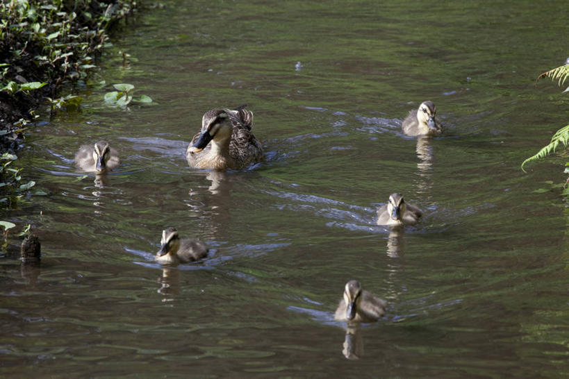 游泳,无人,横图,俯视,室外,白天,旅游,度假,河流,美景,水,鸟,一群,许多,阴影,波纹,光线,鸟类,鸭,影子,河水,景观,水流,涟漪,很多,注视,娱乐,家禽,倒影,水纹,阳光,自然,动物,波浪,观察,看,享受,休闲,景色,放松,牲畜,观看,察看,倒映,关注,自然风光,斑嘴鸭,水晕,泅水,反照,拍浮,彩图,高角度拍摄,全身