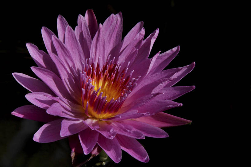 无人,横图,俯视,室外,特写,白天,美景,睡莲,阴影,盛开,光线,影子,景观,花蕾,花,花瓣,花朵,鲜花,一朵,粉色,阳光,自然,花苞,花蕊,景色,自然风光,纯真,妖艳,水芹花,抒情,洁净,水洋花,小莲花,子午莲,彩图,高角度拍摄