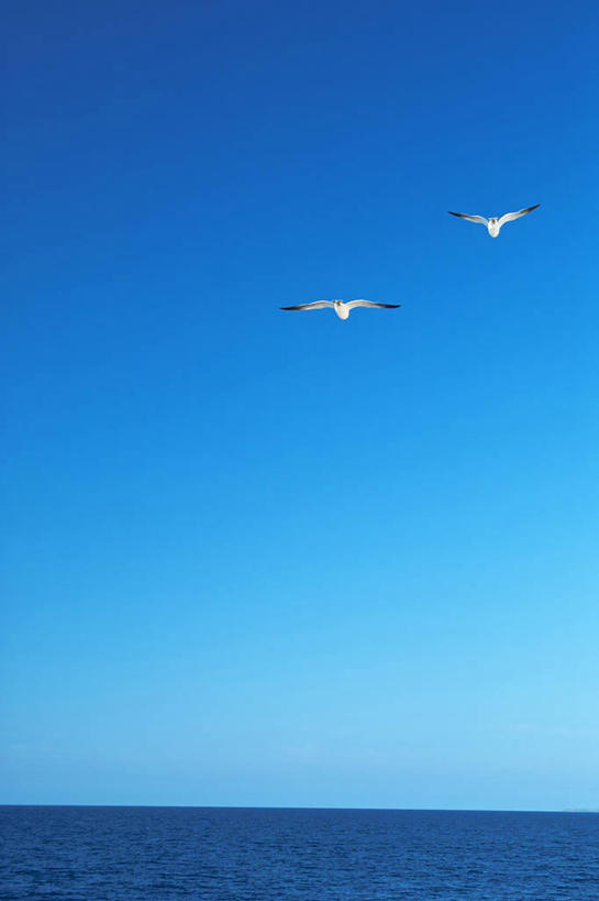 无人,竖图,室外,白天,正面,旅游,度假,海浪,海洋,美景,海鸟,海鸥,鸟,北海道,日本,亚洲,飞翔,伸展,张开,展翅,阴影,飞行,光线,翅膀,鸟类,影子,景观,浪花,水平线,辽阔,海平线,翱翔,娱乐,飞,蓝色,蓝天,天空,阳光,自然,海水,天,两只,享受,休闲,广阔,景色,放松,晴朗,一望无际,自然风光,海景,东亚,张开翅膀,万里无云,日本国,北海道地方,北海道岛,无边无际,一马平川,展开翅膀,大海,风浪,海,海水的波动,近岸浪,涌浪,晴空,晴空万里,彩图,全身,利尻岛,水天相接,水天一线
