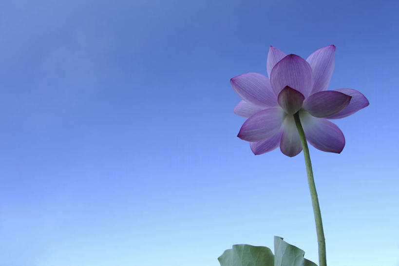无人,横图,室外,特写,白天,仰视,纯洁,美景,莲花,阴影,盛开,光线,影子,景观,花蕾,花,花瓣,花朵,鲜花,一朵,粉色,蓝色,蓝天,天空,阳光,自然,天,花苞,花蕊,景色,晴朗,富贵,神圣,自然风光,纯净,万里无云,六月花神,正直,鞭蕖,鞭蓉,芙蕖,菡萏,荷花,六月春,藕花,水旦,水芙蓉,水华,水芸,溪客,晴空,晴空万里,彩图,低角度拍摄