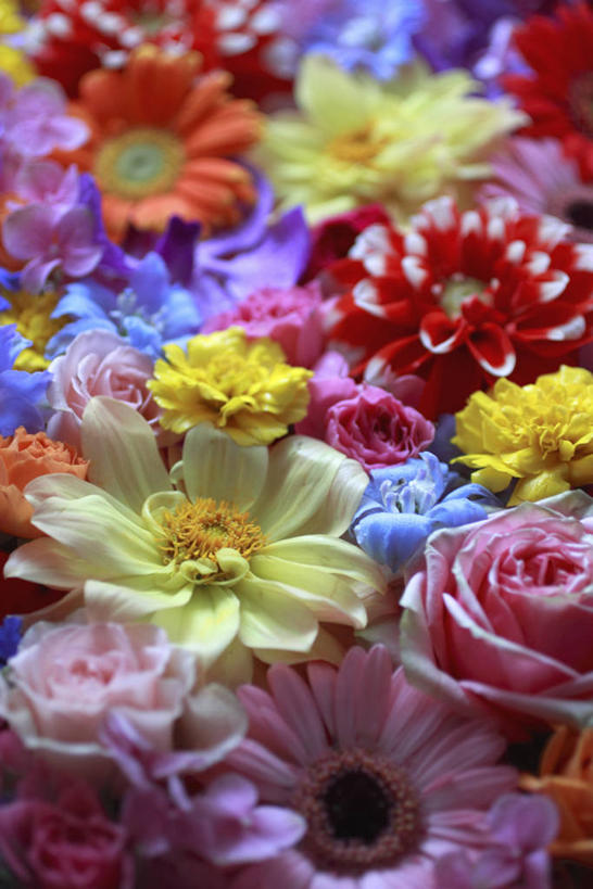 无人,竖图,俯视,彩色,室内,特写,白天,感激,一堆,许多,堆叠,堆积,新鲜,盛开,大丽花,万寿菊,很多,花蕾,花,花瓣,花朵,鲜花,花苞,花蕊,健康,菊花,大理花,堆,五颜六色,色彩斑斓,天竺牡丹,五彩缤纷,萝小花,大丽菊,吉利,长寿,新意,五彩斑斓,富丽,大方,翠雀,臭芙蓉,蜂窝菊,新颖,五光十色,友情,大花飞燕草,飞燕草,彩图,高角度拍摄,背叛,地瓜花,东洋菊