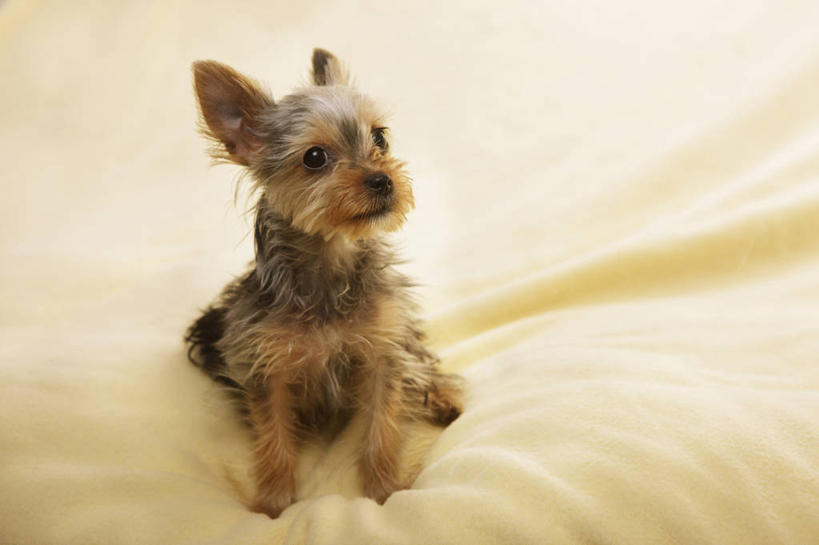 无人,坐,横图,室内,白天,正面,宠物,狗,纺织品,阴影,装饰,反射,约克夏,毛毯,毯子,影子,梗犬,扭头,注视,约克夏狗,纺织,一只,动物,垫子,观察,看,转头,温暖,可爱,观看,华丽,修饰,点缀,察看,关注,忠诚,约克郡犬,约克夏梗,约瑟犬,衬托,美观,雅致,雅观,约克夏梗犬,犬,坐着,彩图,全身