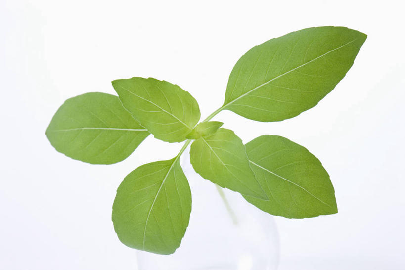 无人,横图,俯视,室内,特写,白天,白色背景,植物,叶子,许多,纹理,香料,绿叶,草药,很多,中药,绿色,香草,嫩叶,摄影,影棚,罗勒,紫苏,药材,中草药,九层塔,圣约瑟夫草,甜罗勒,兰香,中药材,本草,肌理,叶,叶片,叶脉,彩图,高角度拍摄,影棚拍摄,拍摄,柠檬罗勒