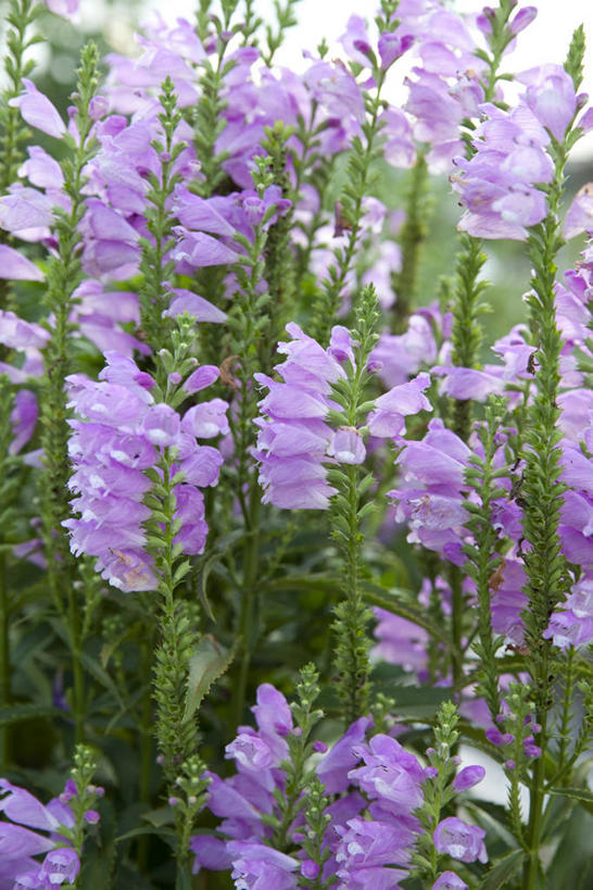 无人,竖图,室外,特写,白天,正面,美景,叶子,朦胧,模糊,盛开,景观,绿叶,花蕾,花,花瓣,花朵,鲜花,紫色,自然,花苞,花蕊,嫩叶,景色,自然风光,芝麻花,叶,叶片,彩图,假龙头,假龙头花,随意草