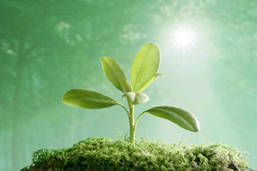 无人,横图,室内,白天,正面,数码,科技,森林,树林,植物,阴影,生气,梦幻,发光,光束,光线,网络,影子,青苔,苔藓,光亮,高光,几何,计算机图形,合成,幼苗,树,树木,绿色,阳光,自然,嫩芽,活力,朝气,生长,成长,生机,希望,电脑合成图,数码合成图,未来,合成图,发亮,憧憬,写实,具体,具象,一株,新苗,彩图,镜头光晕,透镜闪耀,眩光