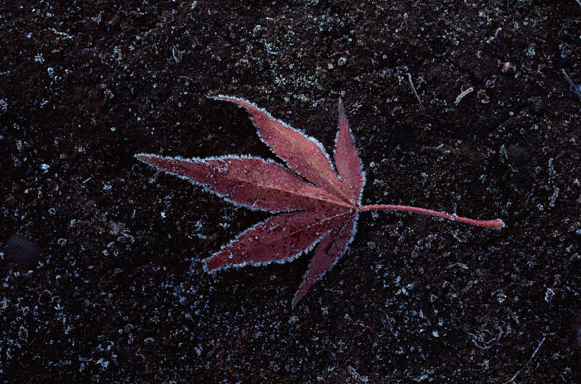 无人,横图,俯视,室外,特写,白天,美景,秋季,叶子,一片,吊挂,悬挂,清澈,景观,泥土,土壤,枫叶,枯叶,落叶,挂,霜,黄色,红色,自然,景色,寒冷,枫树叶,冰冷,自然风光,严寒,冰凉,酷寒,凛冽,凛凛,极冷,清亮,叶,叶片,秋,秋天,彩图,高角度拍摄