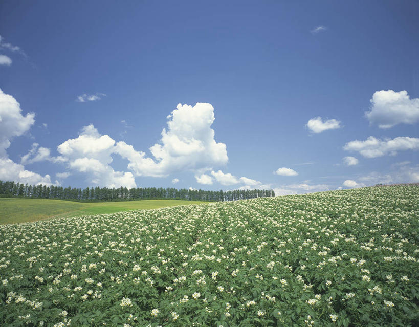 无人,横图,室外,白天,正面,旅游,度假,草地,草坪,花海,花圃,美景,植物,蔬菜,土豆,叶子,北海道,日本,亚洲,阴影,新鲜,盛开,光线,影子,景观,云,云朵,食品,花蕾,云彩,娱乐,草,花,花瓣,花朵,花卉,鲜花,树,树木,食物,蓝色,绿色,白云,蓝天,天空,阳光,自然,花丛,花束,花田,天,花苞,花蕊,享受,休闲,景色,放松,有机食品,绿色食品,生长,晴朗,成长,自然风光,东亚,日本国,北海道地方,北海道岛,馍馍蛋,晴空,洋芋,山药蛋,马铃薯,彩图,土豆花