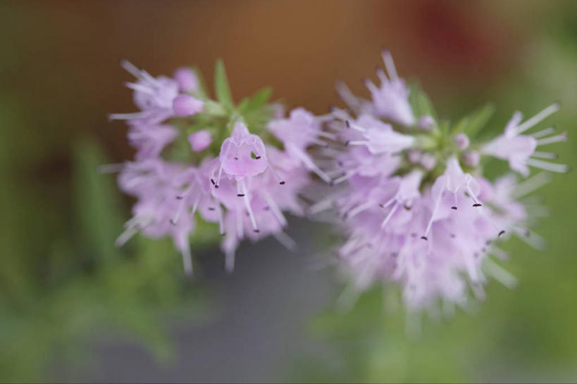 无人,横图,室外,特写,白天,正面,美景,植物,阴影,朦胧,模糊,盛开,反射,影子,景观,草药,药草,花蕾,中药,花,花瓣,花朵,鲜花,紫色,自然,花苞,花蕊,景色,自然风光,药材,中草药,中药材,本草,彩图,牛膝