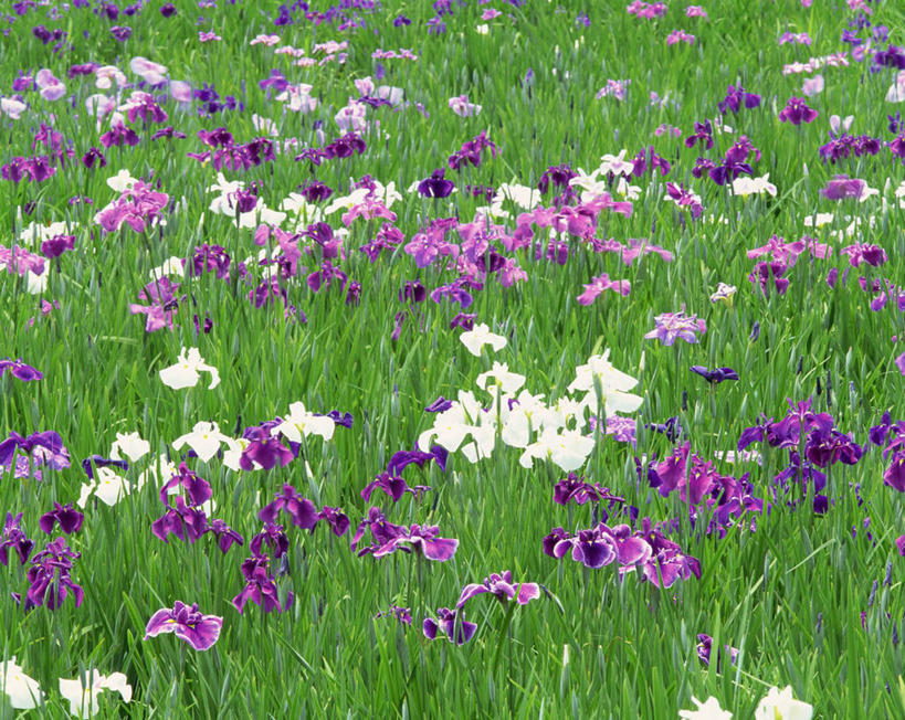 无人,横图,室外,白天,正面,爱情,友谊,花海,花圃,美景,植物,叶子,日本,亚洲,阴影,盛开,光线,影子,景观,鸢尾花,千叶县,花蕾,花,花瓣,花朵,花卉,鲜花,粉色,绿色,紫色,白色,阳光,自然,花丛,花束,花田,花苞,花蕊,景色,鸢尾,自然风光,东亚,本州,关东地方,本州岛,日本国,紫蝴蝶,蓝蝴蝶,扁竹花,千叶,彩图,富津,富津市,爱丽丝,爱丽丝花