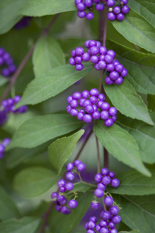 无人,竖图,室外,特写,白天,正面,美景,植物,阴影,朦胧,模糊,光线,影子,景观,果实,枝条,树,树木,树枝,绿色,紫色,阳光,自然,景色,生长,成长,自然风光,白棠子树,紫珠,虬枝,枝杈,彩图