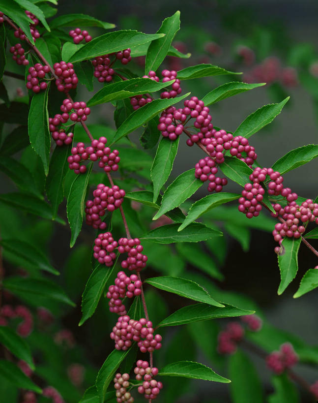 无人,竖图,室外,特写,白天,正面,美景,植物,浆果,叶子,朦胧,模糊,景观,绿叶,枝条,树,树木,树枝,绿色,紫色,自然,嫩叶,景色,生长,成长,自然风光,白棠子树,紫珠,虬枝,枝杈,叶,叶片,彩图,日本紫珠