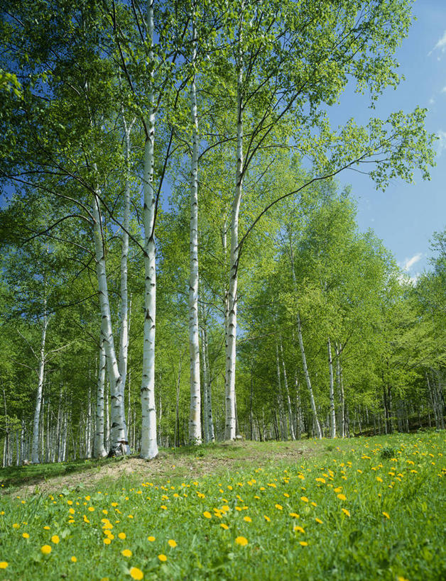 无人,竖图,室外,白天,正面,旅游,度假,草地,草坪,花海,花圃,美景,植物,叶子,北海道,日本,亚洲,阴影,盛开,光线,影子,景观,花蕾,娱乐,草,花,花瓣,花朵,花卉,鲜花,树,树木,黄色,蓝色,绿色,蓝天,天空,阳光,自然,花丛,花束,花田,天,花苞,花蕊,享受,休闲,景色,放松,白桦,生长,晴朗,成长,自然风光,东亚,万里无云,日本国,北海道地方,北海道岛,晴空,晴空万里,桦树,桦皮树,桦木,彩图,十胜综合振兴局,振兴局,道东