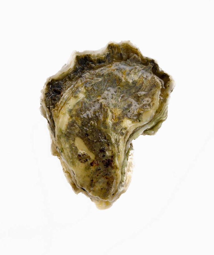 海鲜,无人,竖图,俯视,室内,特写,白天,白色背景,餐桌,桌子,阴影,反射,影子,牡蛎,水产,海洋生物,一个,摄影,影棚,单个,餐台,生蚝,水生动物,海产品,水生物,海底动物,彩图,高角度拍摄,影棚拍摄,拍摄