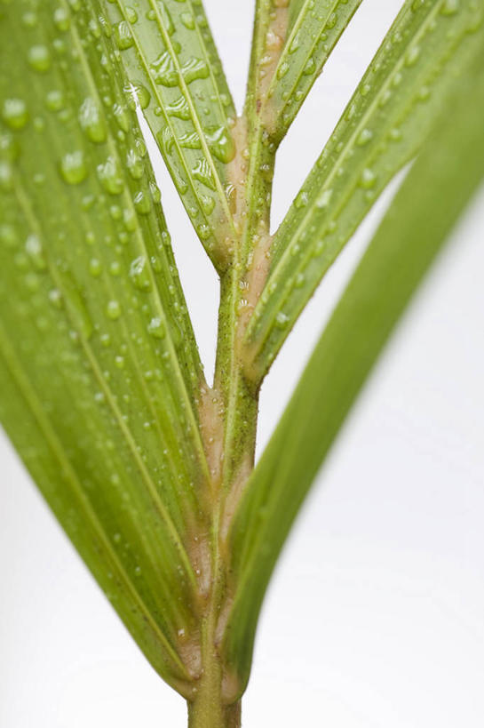 无人,竖图,俯视,室内,特写,白天,白色背景,水,露水,餐桌,桌子,叶子,阴影,透明,反射,液体,影子,水滴,绿叶,水珠,露珠,嫩叶,摄影,影棚,餐台,生机,剔透,棕榈叶,灵动,通明,叶,叶片,彩图,高角度拍摄,影棚拍摄,拍摄,晶莹