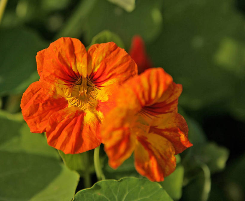 无人,横图,俯视,室外,特写,白天,芹菜,蔬菜,叶子,阴影,朦胧,模糊,新鲜,盛开,光线,影子,食品,绿叶,花蕾,花,花瓣,花朵,鲜花,食物,两朵,红色,阳光,花苞,花蕊,嫩叶,有机食品,绿色食品,旱金莲,金莲花,根芹菜,根洋芹,球根塘蒿,寒金莲,旱荷,旱莲花,金钱莲,大红雀,叶,叶片,药芹,水芹,旱芹,彩图,高角度拍摄