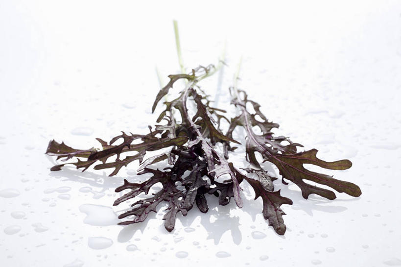 无人,横图,俯视,室内,特写,白天,白色背景,餐桌,桌子,蔬菜,一堆,阴影,堆叠,堆积,新鲜,反射,影子,生食,蔬菜沙拉,沙拉,食品,色拉,沙律,食物,摄影,有机食品,绿色食品,影棚,餐台,色拉酱,堆,千岛酱,芝麻菜,德国芥菜,火箭生莱,芸芥,芝麻叶,紫花南芥,彩图,高角度拍摄,影棚拍摄,拍摄