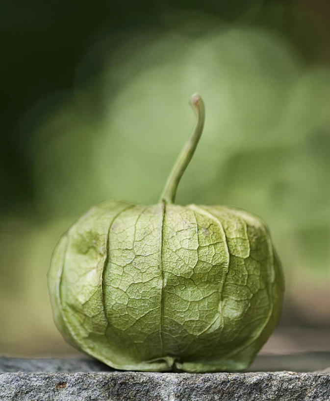 无人,竖图,室外,特写,白天,正面,植物,蔬菜,椰菜,卷心菜,朦胧,模糊,新鲜,食品,树,树木,食物,一个,绿色,自然,甘蓝,有机食品,绿色食品,抱子甘蓝,芽甘蓝,生长,单个,成长,球芽甘蓝,子持甘蓝,结球甘蓝,甘兰,包心菜,彩图