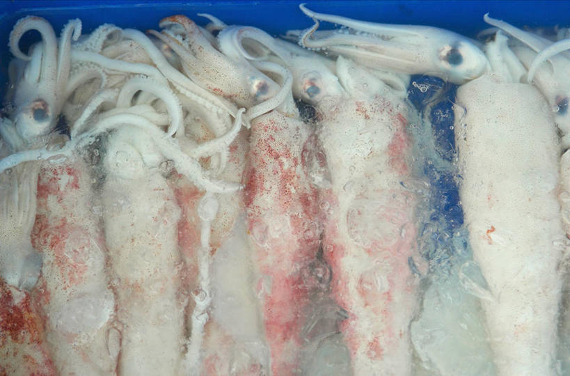 海鲜,无人,横图,俯视,室内,特写,白天,桌面,桌子,鱿鱼,一排,许多,阴影,整齐,反射,木制,影子,冰,冰块,很多,冷冻,水产,海洋生物,排列,木制品,寒冷,冷藏,冰冷,队列,水生动物,海产品,水生物,海底动物,保鲜,柔鱼,枪乌贼,半身,彩图,高角度拍摄