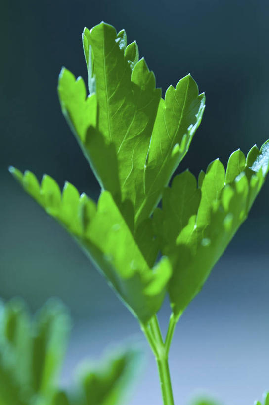 无人,竖图,室内,特写,白天,正面,芹菜,蔬菜,叶子,朦胧,模糊,新鲜,食品,绿叶,食物,嫩叶,有机食品,绿色食品,荷兰芹,欧芹,香芹,法香,巴西利,洋香菜,洋芫荽,法国香菜,旱芹菜,番荽,叶,叶片,彩图