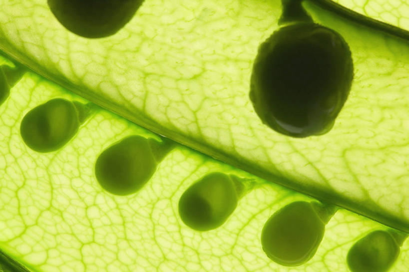 无人,横图,俯视,室内,特写,白天,植物,蔬菜,一排,切开,阴影,新鲜,整齐,反射,影子,豆类,豆子,豌豆,食品,背光,荷兰豆,食物,排列,切,摄影,有机食品,绿色食品,影棚,队列,逆光,剖面,雪豆,切面,豆科,寒豆,毕豆,麻累,国豆,小寒豆,麦豌豆,彩图,高角度拍摄,影棚拍摄,拍摄