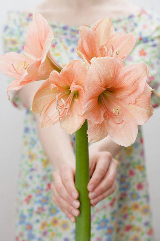 西方人,手,一个人,站,竖图,室内,特写,白天,白色背景,正面,裙子,欧洲,欧洲人,双手,仅一个年轻女性,仅一个女性,仅一个人,握,阴影,连衣裙,盛开,反射,影子,朱顶红,拿,花蕾,拿着,花,花瓣,花朵,鲜花,花苞,花蕊,站着,一束,手部,橙色,握着,摄影,影棚,百枝莲,柱顶红,孤挺花,华胄兰,对红,年轻女性,女人,女性,白种人,站立,半身,彩图,影棚拍摄,拍摄