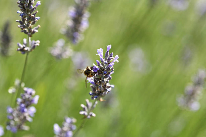 无人,横图,俯视,室外,特写,白天,爱情,花海,花圃,美景,植物,蜜蜂,叶子,阴影,朦胧,模糊,盛开,反射,昆虫,影子,景观,浪漫,花蕾,停留,花,花瓣,花朵,花卉,鲜花,一只,绿色,自然,动物,香草,花丛,花束,花田,花苞,花蕊,薰衣草,景色,停止,自然风光,呼吸,益虫,灵香草,黄香草,奇迹,逗留,停顿,彩图,高角度拍摄,全身