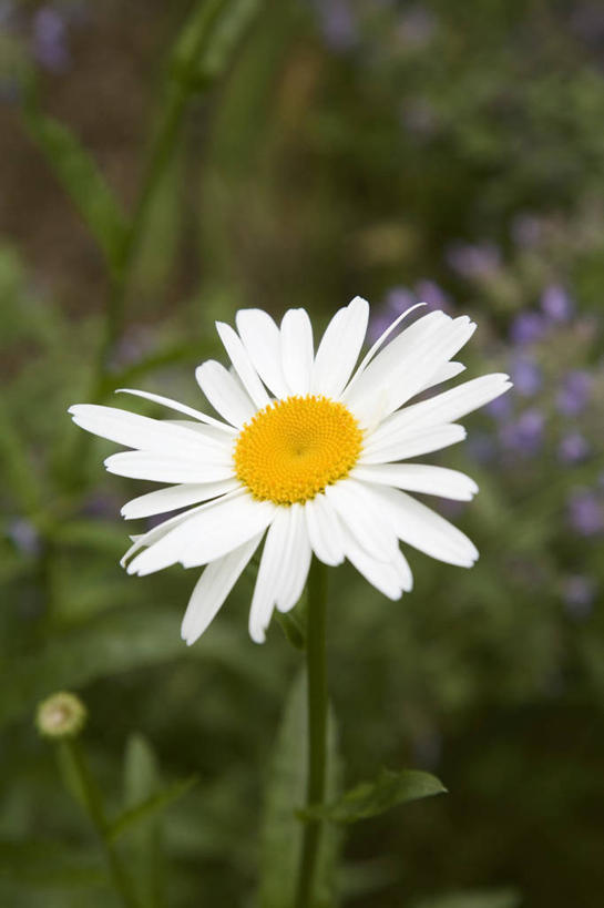 无人,竖图,俯视,室外,特写,白天,快乐,幸福,草地,草坪,植物,阴影,盛开,反射,影子,玛格丽特,花蕾,草,雏菊,花,花瓣,花朵,鲜花,一朵,绿色,白色,花苞,花蕊,菊花,活力,希望,坚强,和平,离别,延命菊,幸福花,春菊,马兰头花,暗恋,纯情,单恋,天真,彩图,高角度拍摄,愉快