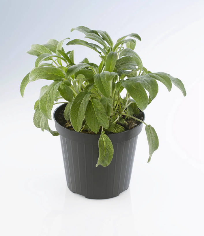 无人,家庭,竖图,俯视,室内,特写,白天,白色背景,智慧,植物,餐桌,桌子,叶子,阴影,反射,盆栽,影子,绿叶,草药,药草,盆景,中药,绿色,自然,嫩叶,摄影,影棚,生长,成长,餐台,一盆,鼠尾草,药材,中草药,中药材,本草,理性,叶,叶片,彩图,高角度拍摄,影棚拍摄,拍摄