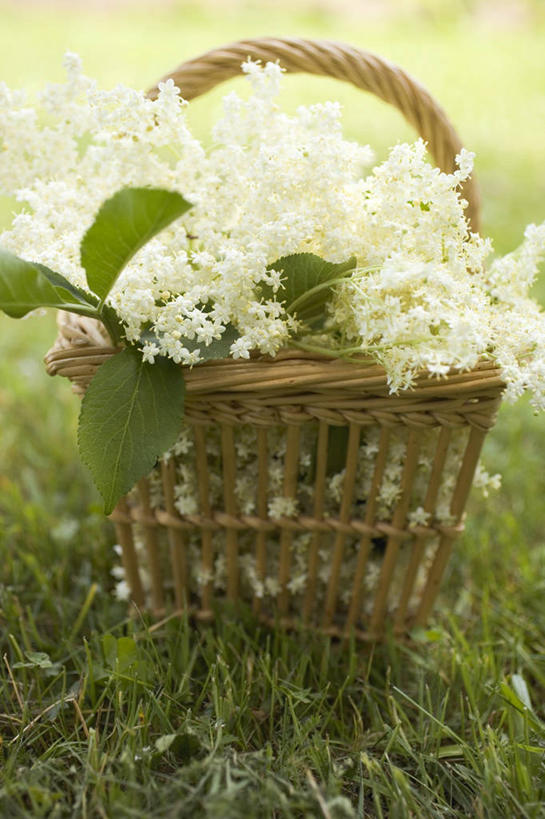 无人,交叉,竖图,俯视,室外,特写,白天,草地,草坪,植物,竹子,叶子,许多,竹制,朦胧,模糊,盛开,编织,篮子,绿叶,很多,花蕾,草,花,花瓣,花朵,鲜花,一个,绿色,竹篮,花苞,花蕊,嫩叶,单个,竹条,交织,竹制品,穿插,叶,叶片,彩图,高角度拍摄