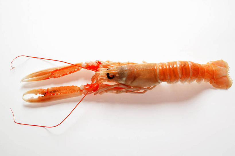 海鲜,龙虾,无人,横图,俯视,室内,特写,白天,白色背景,桌面,桌子,阴影,反射,木制,影子,虾,水产,海洋生物,一只,红色,木制品,摄影,影棚,水生动物,海产品,水生物,海底动物,彩图,高角度拍摄,全身,影棚拍摄,拍摄