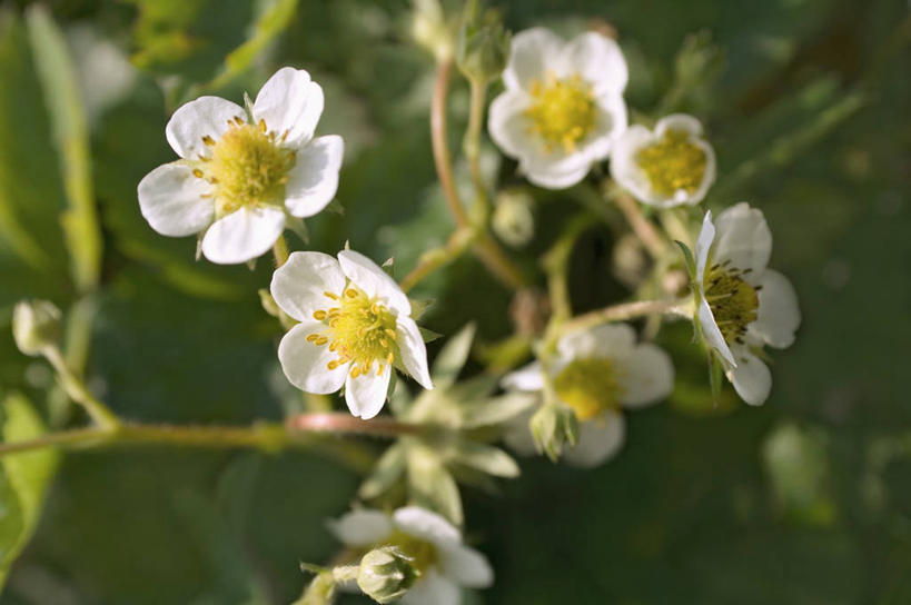 无人,农田,横图,俯视,室外,特写,白天,庄稼,农作物,美景,叶子,许多,阴影,朦胧,模糊,盛开,光线,影子,景观,绿叶,花蕾,花,花瓣,花朵,鲜花,白色,阳光,自然,花苞,花蕊,嫩叶,景色,自然风光,叶,叶片,彩图,高角度拍摄,耕地,庄稼田