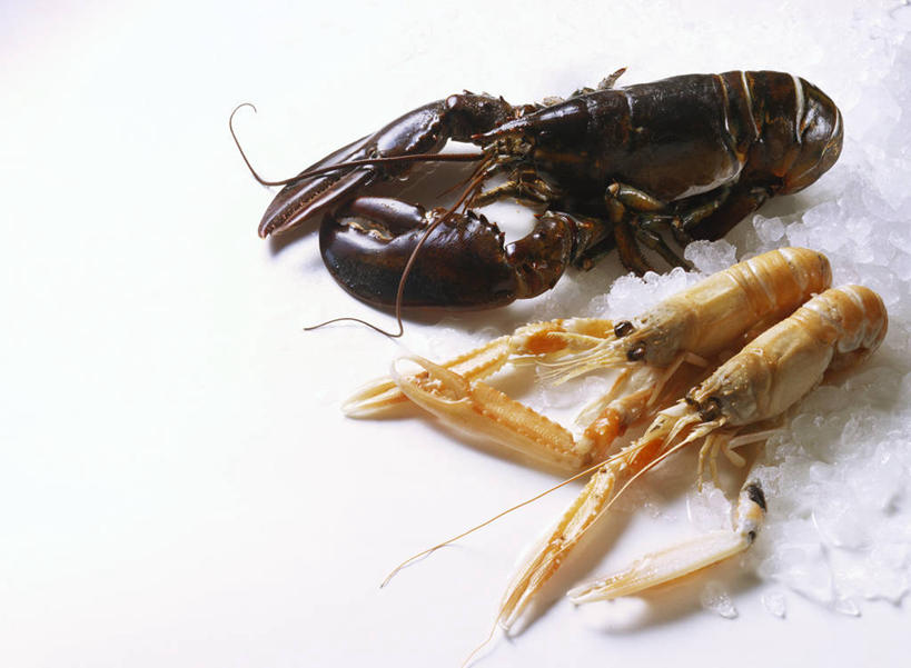 海鲜,龙虾,无人,横图,俯视,室内,特写,白天,白色背景,餐桌,桌子,许多,阴影,反射,影子,冰,虾,冰块,冷冻,水产,海洋生物,寒冷,摄影,影棚,冷藏,餐台,冰冷,水生动物,海产品,水生物,海底动物,保鲜,彩图,高角度拍摄,影棚拍摄,拍摄