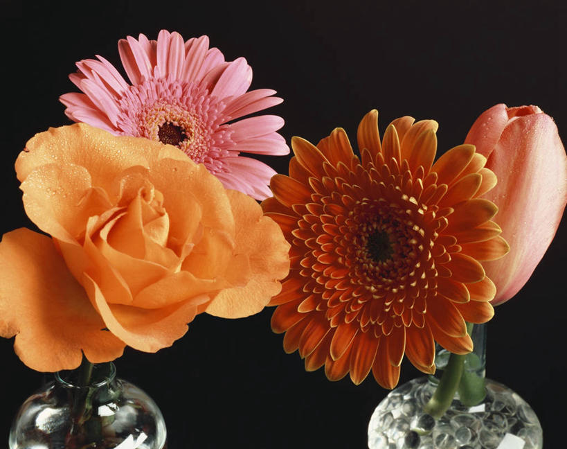 无人,横图,室内,特写,白天,正面,爱情,幸福,纯洁,热情,玫瑰,郁金香,花瓶,四朵,阴影,黑色背景,盛开,反射,影子,非洲菊,玫瑰花,浪漫,祝福,花蕾,玻璃制品,花,花瓣,花朵,鲜花,两个,玻璃瓶,瓶子,花苞,花蕊,温暖,温馨,菊花,恩爱,摄影,影棚,和睦,表白,感动,荣誉,永恒,扶郎花,灯盏花,千日菊,尊敬,天真,刺玫花,徘徊花,郁香,洋荷花,草麝香,彩图,影棚拍摄,拍摄,融洽