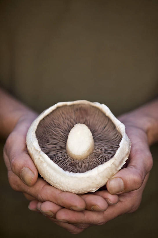 西方人,手,一个人,站,捧,竖图,俯视,室内,特写,白天,蔬菜,欧洲,欧洲人,双手,仅一个男性,仅一个人,服装,朦胧,模糊,新鲜,菌菇,蘑菇,食品,棕色,菌类,休闲装,食物,仅一个年轻男性,一个,衣服,站着,休闲,手部,休闲服,食用菌,服饰,有机食品,绿色食品,单个,男人,男性,年轻男性,白种人,端,端着,捧着,手捧,站立,半身,彩图,高角度拍摄