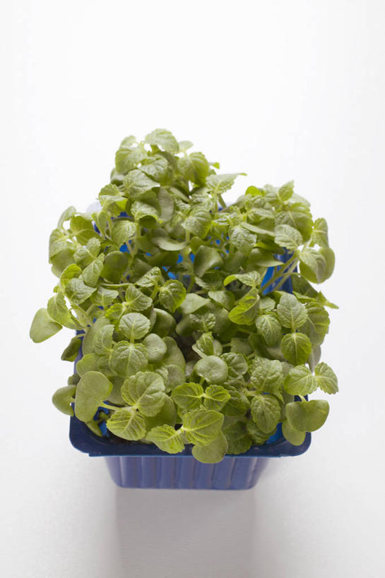 无人,竖图,俯视,室内,特写,白天,白色背景,芹菜,蔬菜,叶子,阴影,新鲜,反射,影子,塑料,食品,绿叶,盒子,食物,一个,蓝色,容器,塑料制品,嫩叶,摄影,有机食品,绿色食品,影棚,单个,储藏,储存,根芹菜,根洋芹,球根塘蒿,叶,叶片,药芹,水芹,旱芹,彩图,高角度拍摄,影棚拍摄,拍摄,贮存