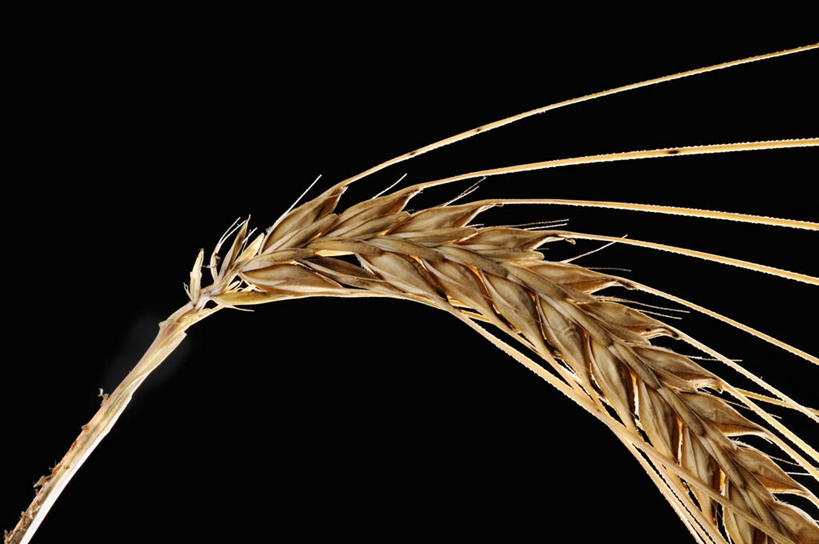 无人,横图,俯视,室内,特写,白天,农作物,小麦,阴影,黑色背景,反射,纹路,纹理,影子,谷物,一个,黄色,摄影,麦子,影棚,单个,肌理,彩图,高角度拍摄,影棚拍摄,拍摄