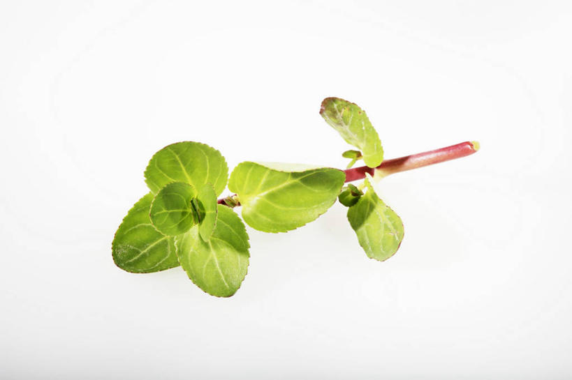 无人,横图,俯视,室内,特写,白天,白色背景,植物,叶子,阴影,反射,影子,绿叶,草药,药草,中药,嫩叶,摄影,影棚,药材,中草药,中药材,本草,叶,叶片,彩图,高角度拍摄,影棚拍摄,拍摄