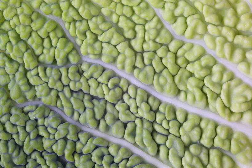 无人,横图,俯视,室内,特写,白天,蔬菜,椰菜,卷心菜,阴影,新鲜,反射,影子,食品,食物,一个,甘蓝,摄影,有机食品,绿色食品,影棚,单个,结球甘蓝,甘兰,包心菜,彩图,高角度拍摄,影棚拍摄,拍摄