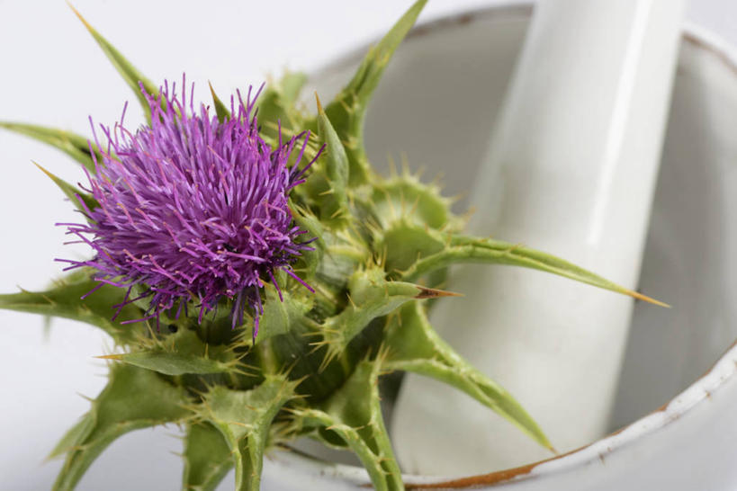 无人,横图,俯视,室内,特写,白天,白色背景,植物,餐桌,桌子,叶子,阴影,盛开,反射,影子,勺子,陶瓷,绿叶,草药,药草,陶瓷制品,花蕾,中药,花,花瓣,花朵,鲜花,一朵,一个,紫色,容器,调羹,汤匙,碗,花苞,花蕊,嫩叶,蓟,摄影,影棚,单个,餐台,储藏,储存,药材,中草药,中药材,本草,大蓟,刺蓟,山萝卜,叶,叶片,彩图,高角度拍摄,影棚拍摄,拍摄,贮存