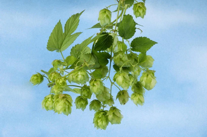 无人,横图,俯视,室内,特写,白天,植物,叶子,蓝色背景,纹理,绿叶,枝条,树,树木,树枝,绿色,嫩叶,摄影,影棚,肌理,虬枝,枝杈,叶,叶片,叶脉,彩图,高角度拍摄,影棚拍摄,拍摄