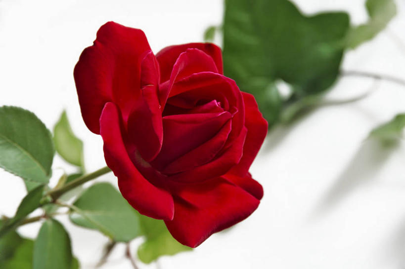 无人,横图,俯视,室内,特写,白天,白色背景,爱情,幸福,纯洁,热情,桌面,桌子,玫瑰,叶子,情人节,阴影,节日,朦胧,模糊,庆祝,盛开,反射,木制,影子,绿叶,玫瑰花,浪漫,花蕾,文化,花,花瓣,花朵,鲜花,一朵,红色,木制品,花苞,花蕊,庆典,温暖,温馨,嫩叶,恩爱,摄影,影棚,纪念,和睦,感动,尊敬,天真,刺玫花,徘徊花,叶,叶片,彩图,高角度拍摄,影棚拍摄,拍摄,融洽