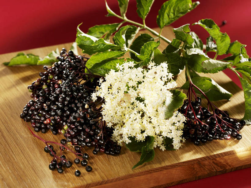 无人,横图,俯视,室内,特写,白天,植物,餐桌,桌子,叶子,一块,阴影,盛开,反射,木制,影子,绿叶,草药,药草,案板,花蕾,中药,砧板,花,花瓣,花朵,鲜花,木制品,花苞,花蕊,嫩叶,餐台,药材,中草药,接骨木,中药材,本草,草珊瑚,接骨金粟兰,九节茶,九节风,九节花,肿节风,竹节茶,叶,叶片,彩图,高角度拍摄