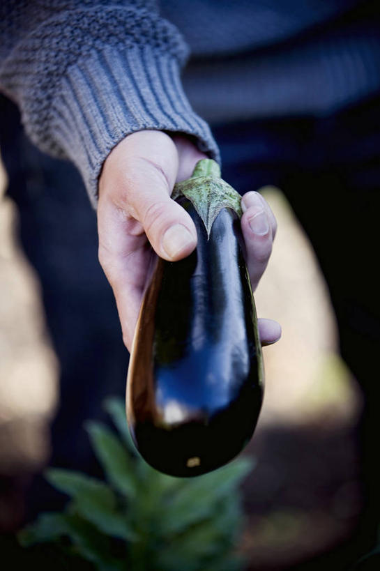 西方人,手,一个人,竖图,俯视,室外,特写,白天,茄子,蔬菜,叶子,欧洲,欧洲人,仅一个男性,仅一个人,握,服装,朦胧,模糊,新鲜,食品,绿叶,拿,拿着,休闲装,食物,仅一个年轻男性,一个,衣服,紫色,休闲,手部,休闲服,嫩叶,握着,服饰,有机食品,绿色食品,单个,单手,男人,男性,年轻男性,白种人,叶,叶片,落苏,酪酥,昆仑瓜,矮瓜,半身,彩图,高角度拍摄
