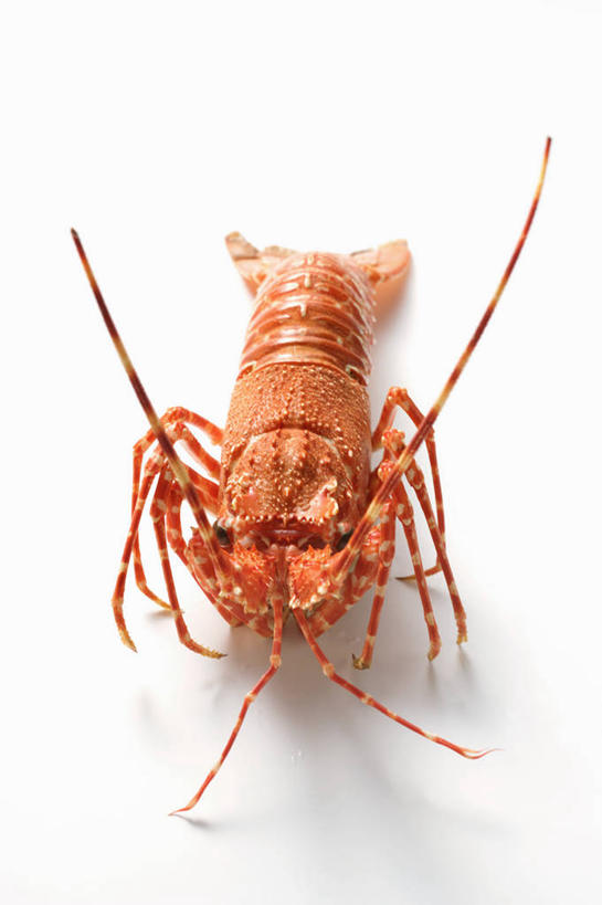 海鲜,龙虾,无人,竖图,俯视,室内,特写,白天,白色背景,餐桌,桌子,阴影,反射,影子,虾,水产,海洋生物,一只,橙色,摄影,影棚,餐台,水生动物,海产品,水生物,海底动物,彩图,高角度拍摄,全身,影棚拍摄,拍摄