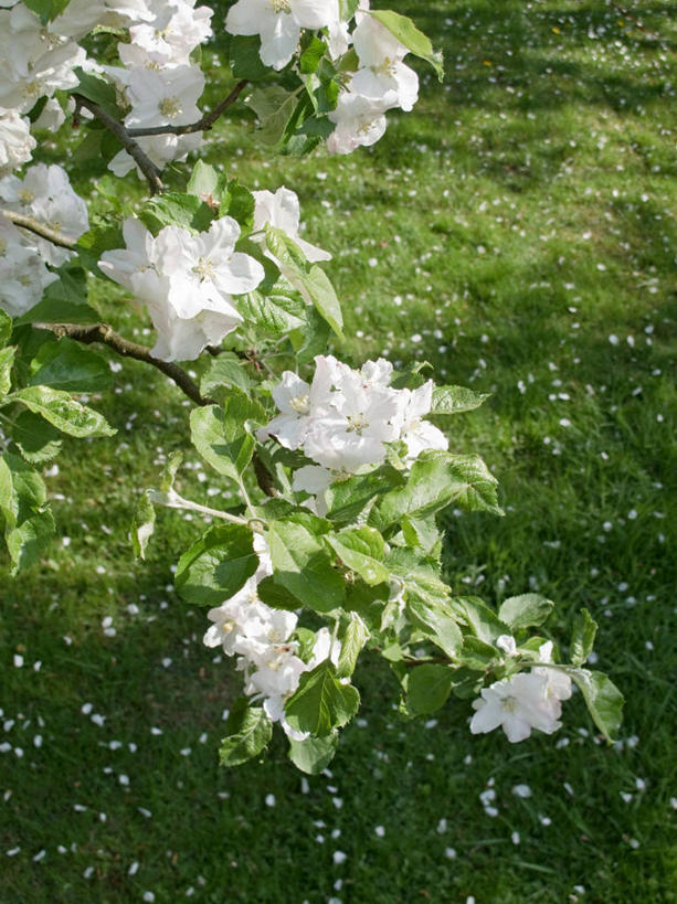 无人,竖图,俯视,室外,白天,幸福,纯洁,草地,草坪,美景,植物,樱花,叶子,阴影,盛开,光线,影子,景观,绿叶,枝条,花蕾,草,花,花瓣,花朵,鲜花,树,树木,树枝,绿色,阳光,自然,花苞,花蕊,嫩叶,景色,生长,成长,等待,生命,自然风光,仙樱花,福岛樱,青肤樱,高尚,热烈,虬枝,枝杈,叶,叶片,荆桃,彩图,高角度拍摄