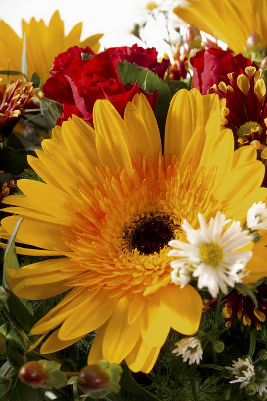 无人,竖图,俯视,室内,特写,白天,快乐,幸福,智慧,餐桌,桌子,阴影,艺术,装饰,盛开,反射,影子,玛格丽特,花蕾,文化,雏菊,花,花瓣,花朵,鲜花,黄色,红色,白色,插花,花苞,花蕊,菊花,活力,餐台,希望,华丽,修饰,插花艺术,点缀,创造,坚强,创作,和平,想象,离别,延命菊,幸福花,春菊,马兰头花,衬托,美观,雅致,雅观,暗恋,纯情,单恋,天真,彩图,高角度拍摄,愉快