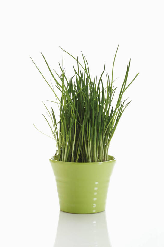 无人,竖图,室内,特写,白天,白色背景,正面,桌面,桌子,蔬菜,花瓶,阴影,新鲜,反射,木制,影子,陶瓷,葱,青葱,食品,陶瓷制品,食物,一个,绿色,木制品,瓶子,摄影,有机食品,绿色食品,影棚,单个,彩图,影棚拍摄,拍摄