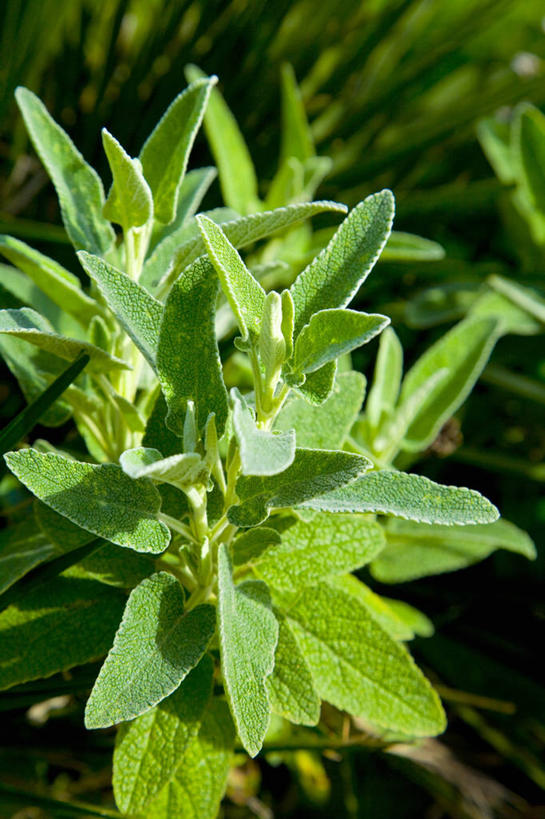 无人,家庭,竖图,俯视,室外,特写,白天,智慧,美景,叶子,阴影,光线,影子,景观,调味,香料,佐料,绿叶,阳光,自然,嫩叶,景色,鼠尾草,配料,自然风光,作料,理性,叶,叶片,彩图,高角度拍摄